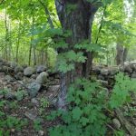 Excellent Building Lot – Moonstone