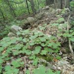 Excellent Building Lot – Moonstone