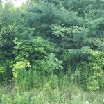 Excellent Building Lot – Moonstone