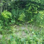 Excellent Building Lot – Moonstone