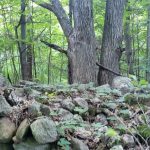 Dream building lot with lots of mature trees for privacy