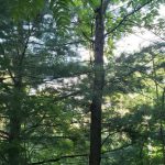Dream building lot with lots of mature trees for privacy