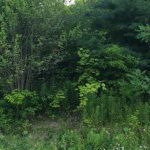Dream building lot with lots of mature trees for privacy