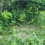 Dream building lot with lots of mature trees for privacy