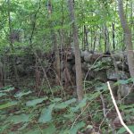 Dream building lot with lots of mature trees for privacy