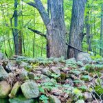 DREAM BUILDING LOT WITH MATURE TREES FOR ULTIMATE PRIVACY