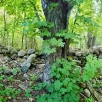 DREAM BUILDING LOT WITH MATURE TREES FOR ULTIMATE PRIVACY