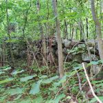 DREAM BUILDING LOT WITH MATURE TREES FOR ULTIMATE PRIVACY